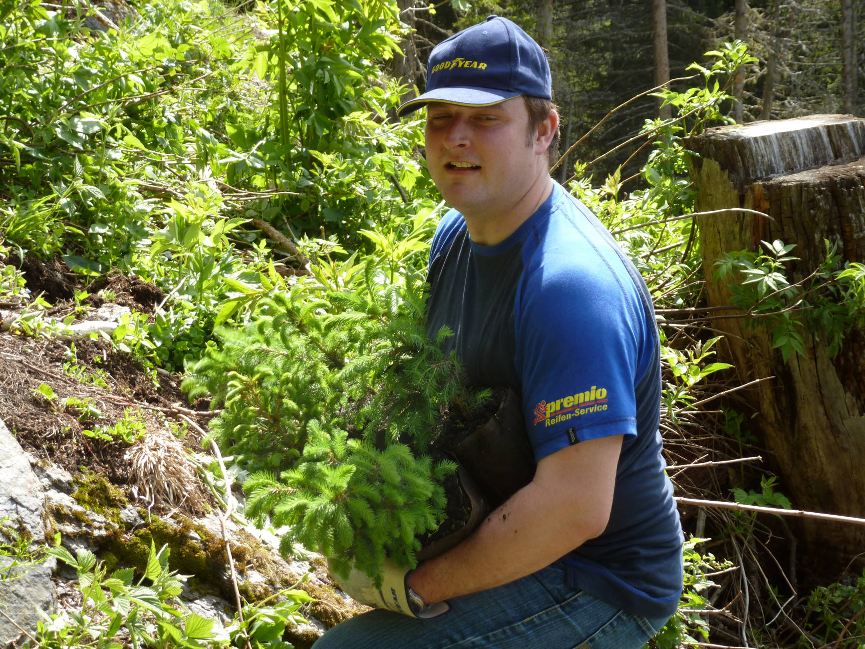 Bäume Pflanzen 15.6.2012